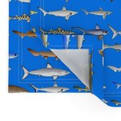 27 Sharks in blue
