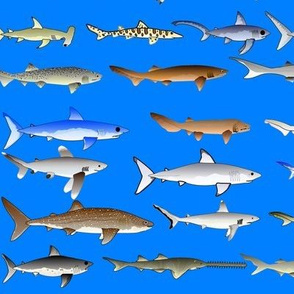 27 Sharks in blue