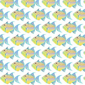 Queen Triggerfish 