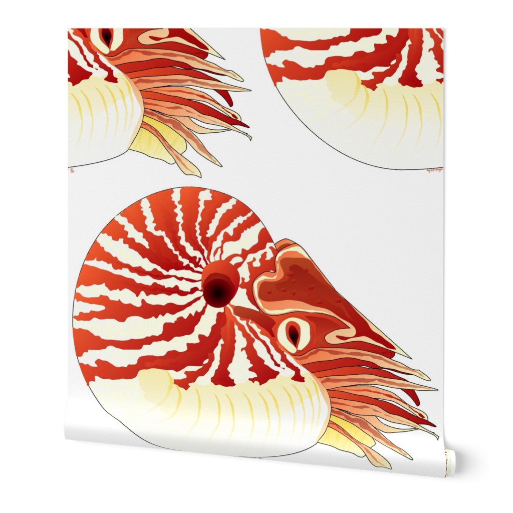 Chambered Nautilus