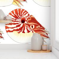 Chambered Nautilus