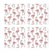 Flamingos