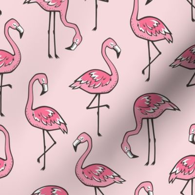 Flamingos in Pink