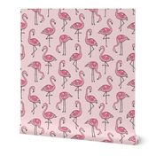 Flamingos in Pink