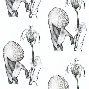 Cobra Lilies