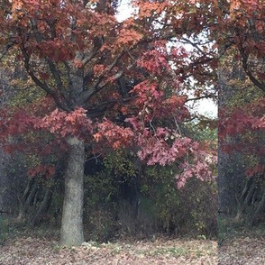 Oak in Autumn Splendor