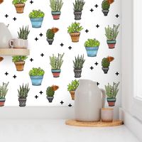 Succulents on White