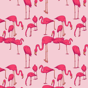 Flamingos - Pink