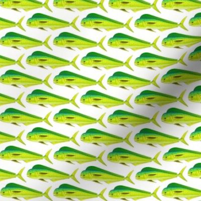 Mahi-Mahi Dolphinfish pattern