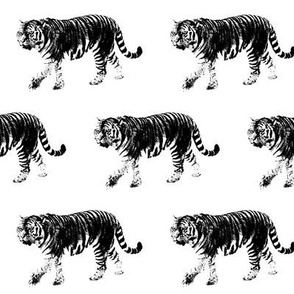 Tiger Prowl // Medium