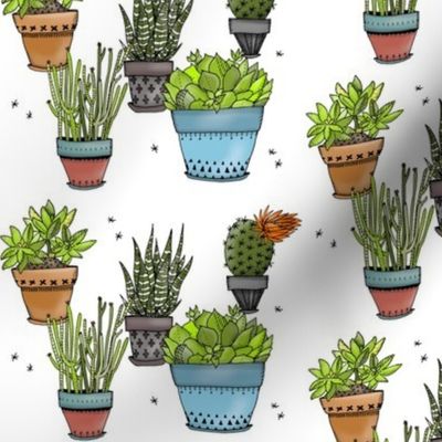 Succulents - Smaller Size