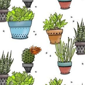 Succulents - Smaller Size