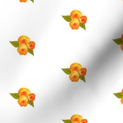 Orange roses on white background