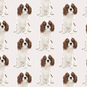 Cavalier King Charles Spaniel