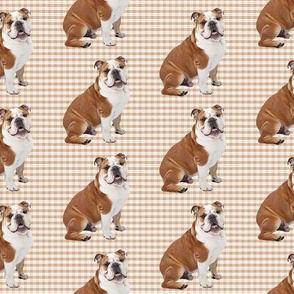 Bulldog on Plaid