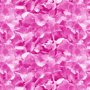 hydrangeas-pink