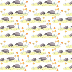 Hedgehogs in a field-white