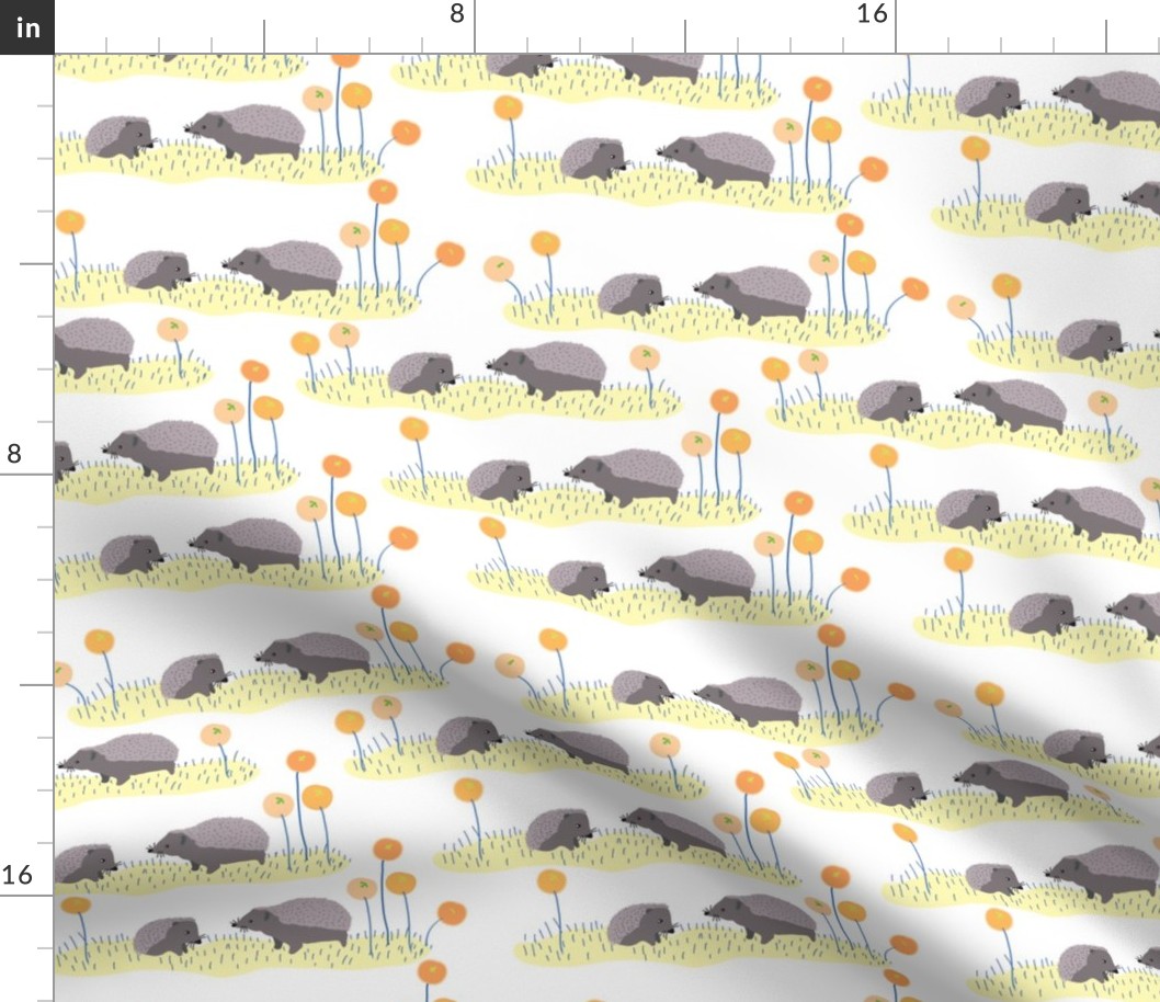 Hedgehogs in a field-white