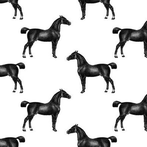 Cheval, Black & White Horse