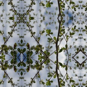 Leaves and Sky