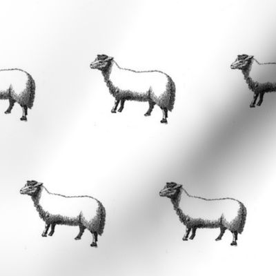 Numerable Sheep II