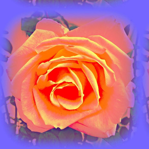 3 D Roses Peach & Lavender
