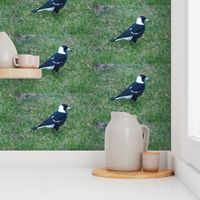 Magpie - Backyard Visitor (Ref. 4683)