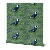 Magpie - Backyard Visitor (Ref. 4683)