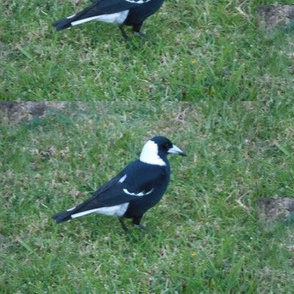 Magpie - Backyard Visitor (Ref. 4683)