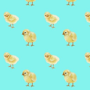 Baby Chicks on Aqua, Easter Spring