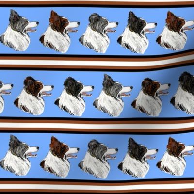 Border Collie Stripe