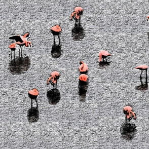 Flamingoes in Grey - Bold