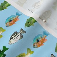 Seven Sunfish pattern in blue