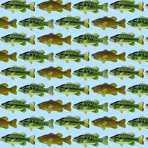 3 black bass lt blue background-ch