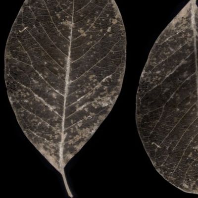 skeletonized leaves