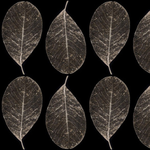 skeletonized leaves