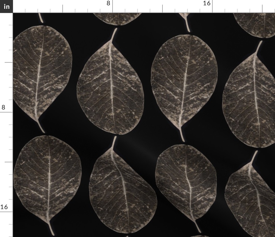 skeletonized leaves