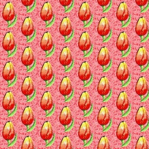 tulip bud