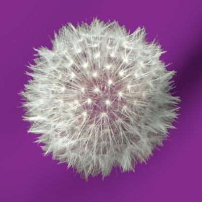 Purple Dandelion 