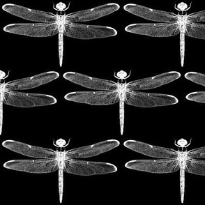 Dragonflies on Black // Large