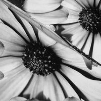 Black and White Dairy Floral