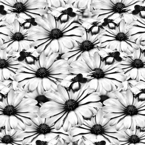 Black and White Dairy Floral