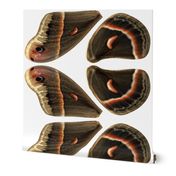 Oversized Cecropia Moth Wings
