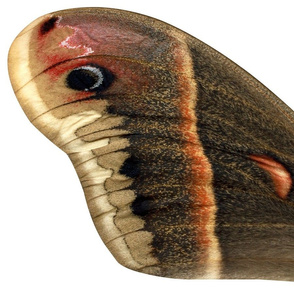 Oversized Cecropia Moth Wings