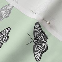 black and gray butterflies on cucumber