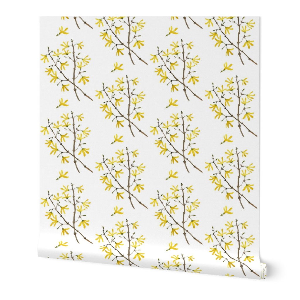 Forsythia