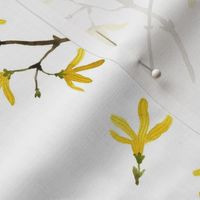 Forsythia