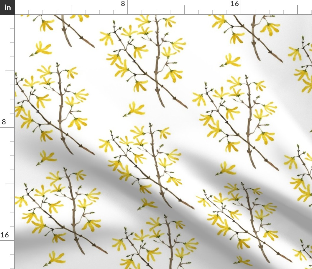 Forsythia