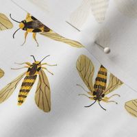 Hornet Moths