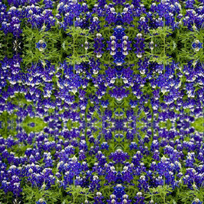 Bluebonnets